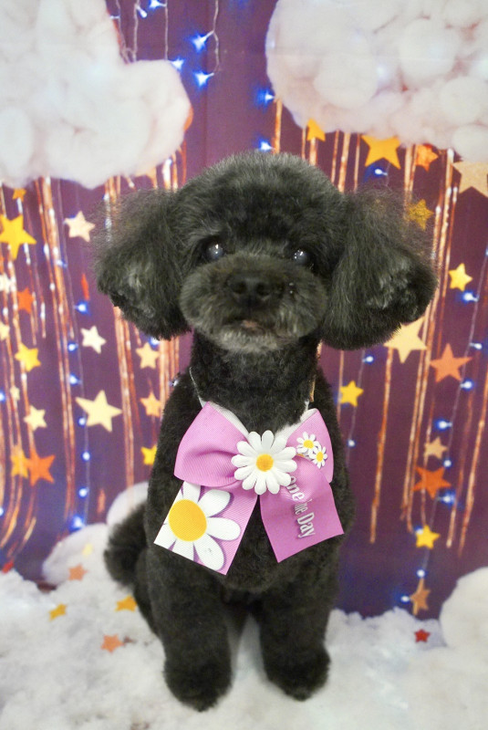 ショコラちゃん