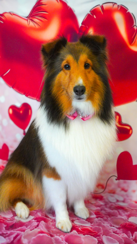 シェリーちゃん