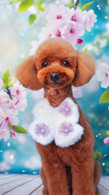 シュシュちゃん