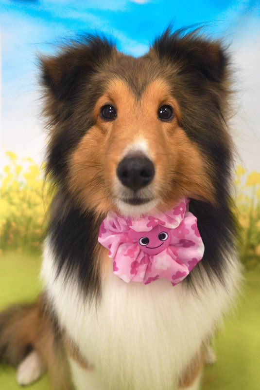 シェリーちゃん