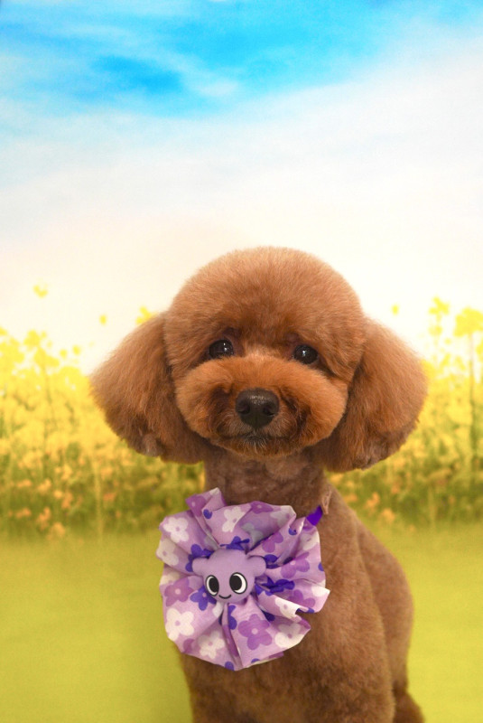 シュシュちゃん