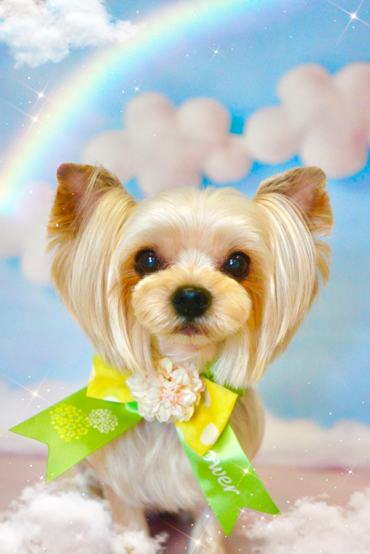 シェリーちゃん