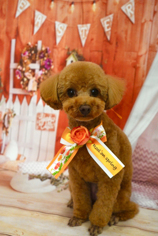 アンアンちゃん