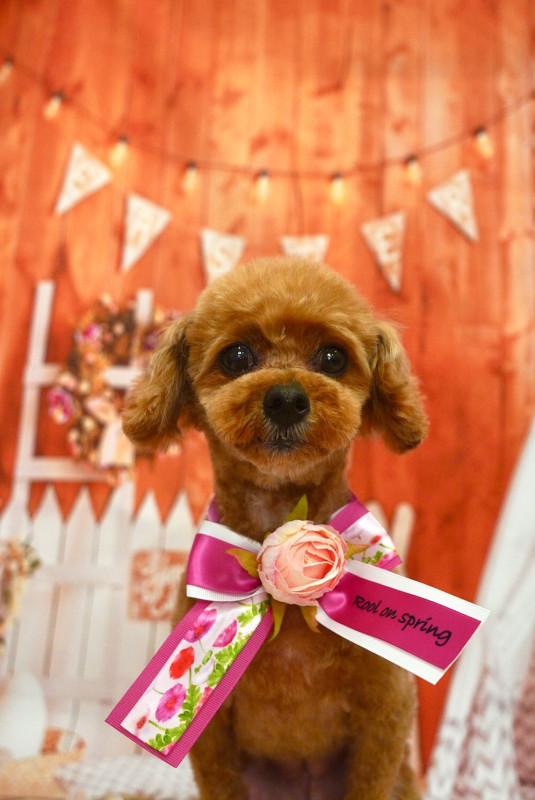 アンジュちゃん