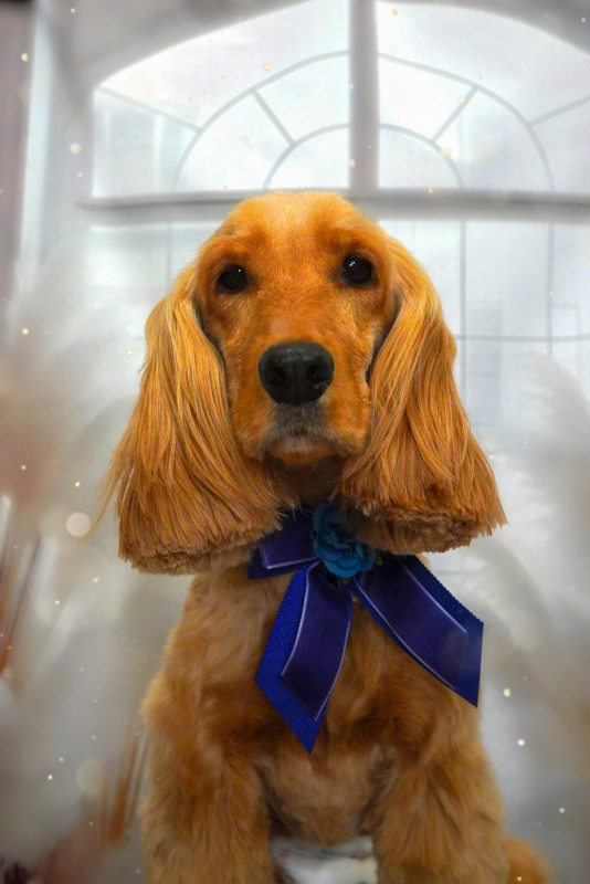 ヘーゼルちゃん