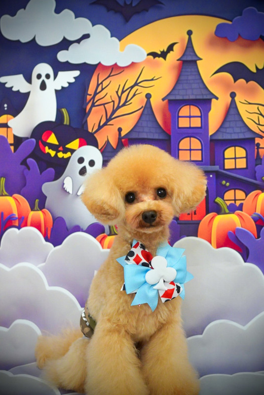 スティーブくん