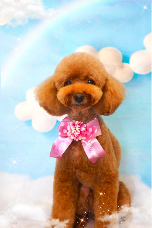 シュシュちゃん