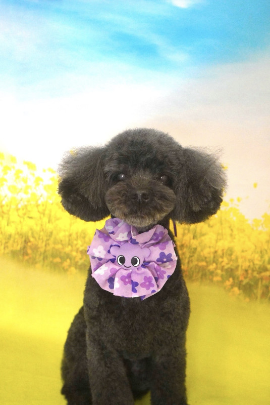 ショコラちゃん