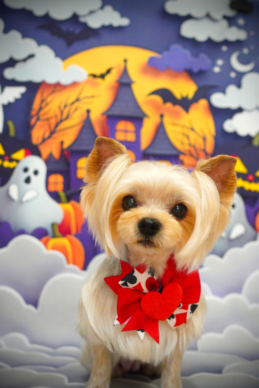 シェリーちゃん