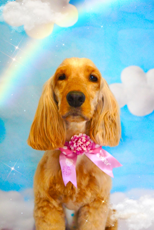 ヘーゼルちゃん