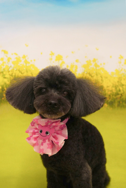 ショコラちゃん