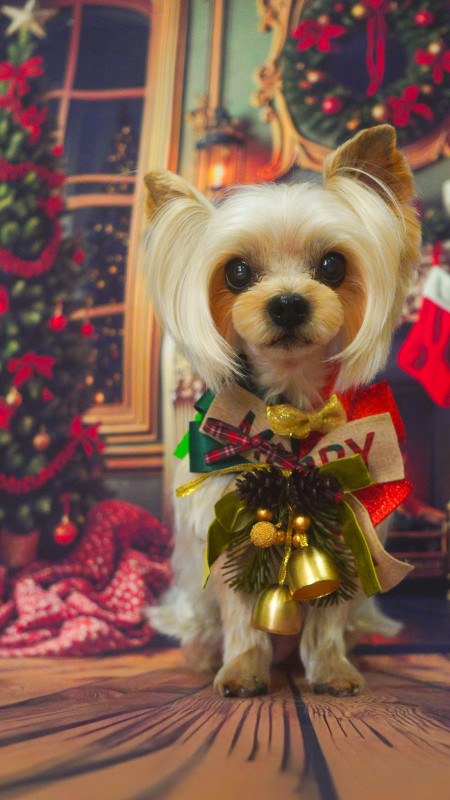 シェリーちゃん