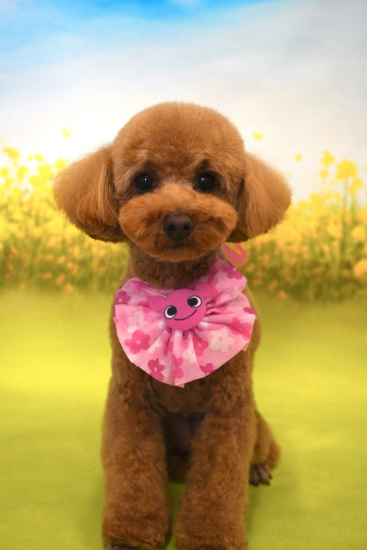 アンアンちゃん