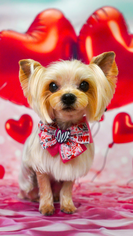 シェリーちゃん