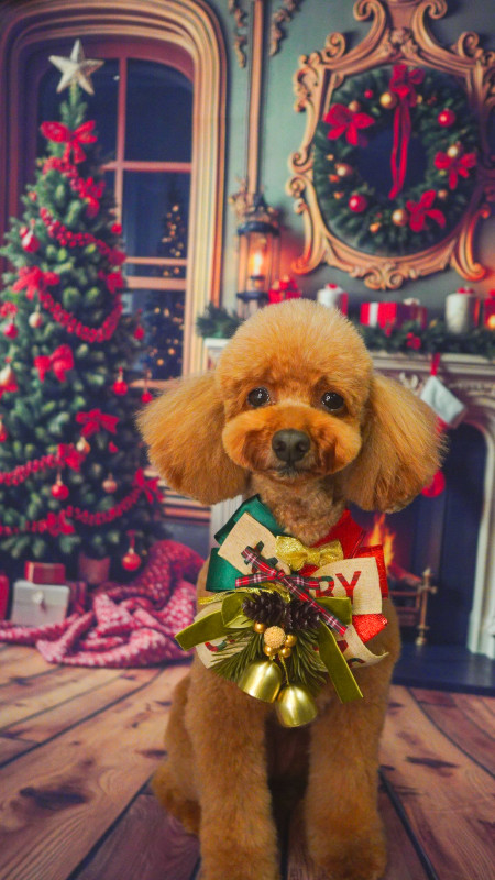 シュシュちゃん